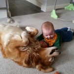 carpet cleaning pershore